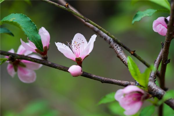 夢見粉色的花盛開_周公解夢