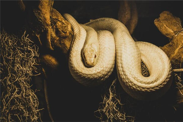 夢到白蛇預示著什麼_周公解夢