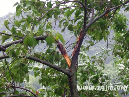 夢見樹枝斷了