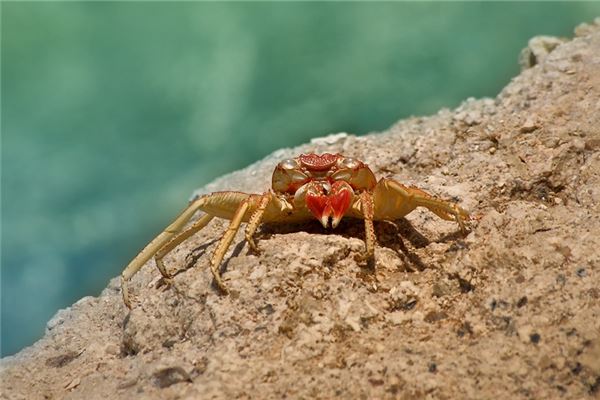 做夢被螃蟹夾什麼意思_周公解夢