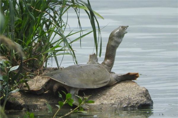 夢見團魚是什麼意思_周公解夢