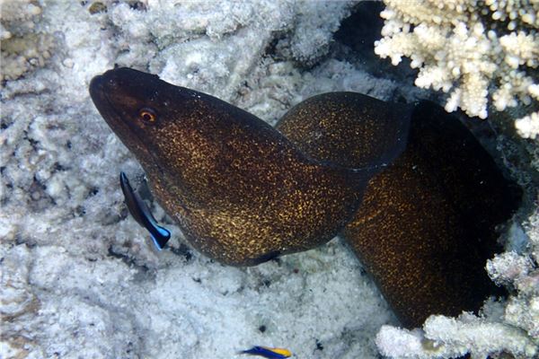 夢見大黃鱔是什麼意思_周公解夢