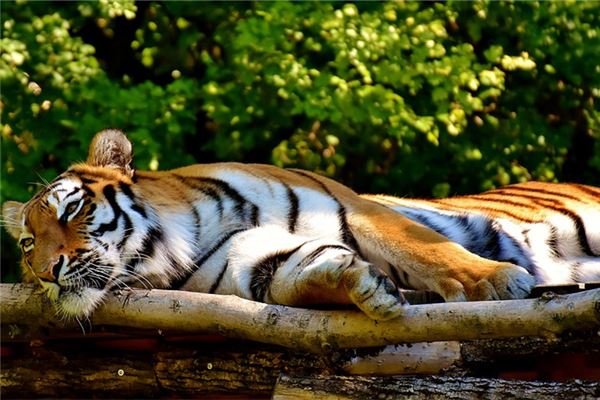 夢見老虎意味著什麼_周公解夢