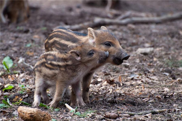 夢到野豬是什麼意思_周公解夢