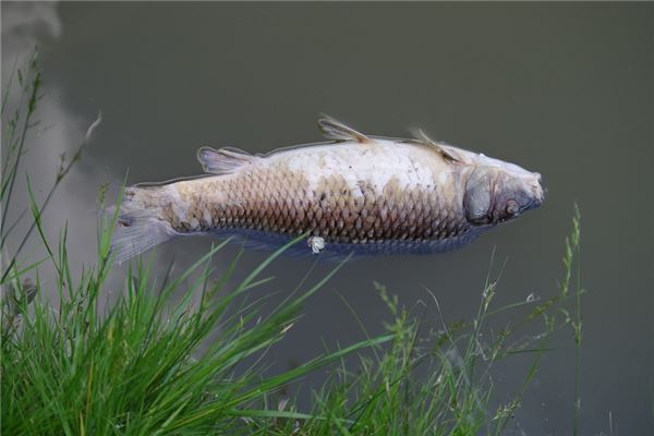 夢見河裡好多死魚_周公解夢