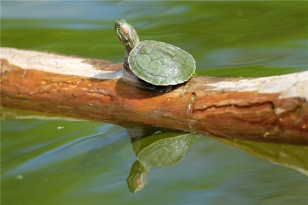 夢到烏龜是什麼意思周公解夢_周公解夢