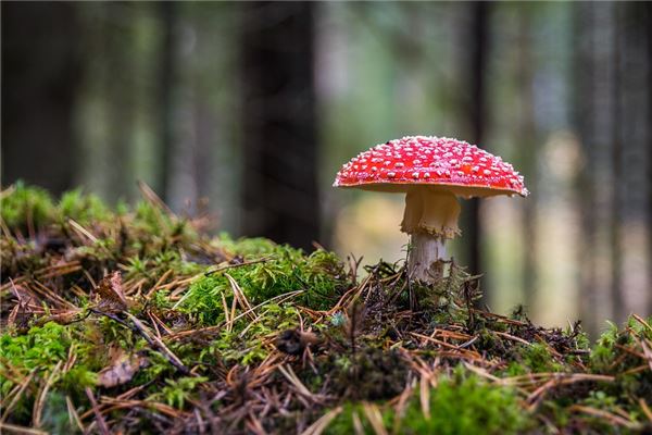 夢到蘑菇_周公解夢