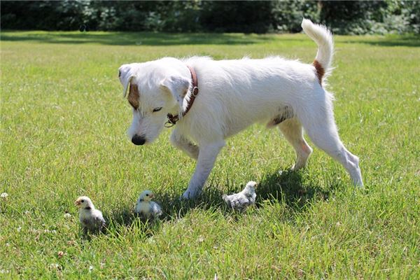 夢到狗追雞預示什麼_周公解夢