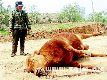 夢見黃牛摔死