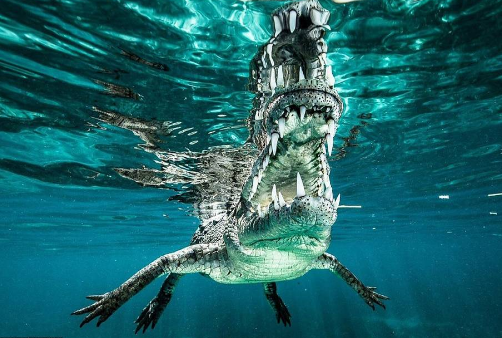 夢見水裡有鱷魚