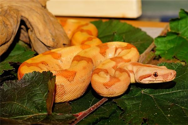 夢見黃金蟒蛇_周公解夢