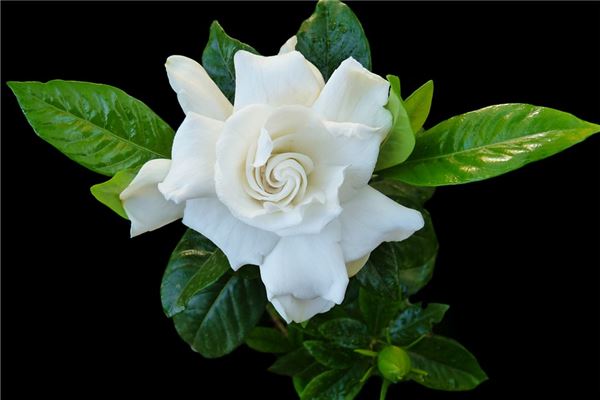 夢見桅子花開什麼意思_周公解夢