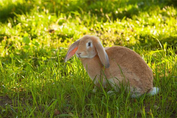 夢見逮住野兔_周公解夢