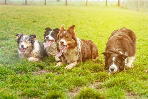 夢到好多狗追我_周公解夢