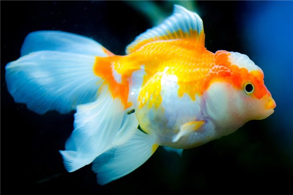 夢見福壽魚好不好_周公解夢