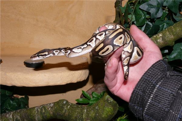 夢見自己打蛇_周公解夢