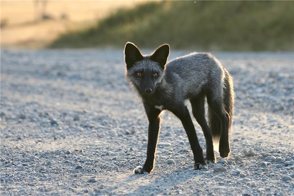 夢到了黑狐是啥意思_周公解夢