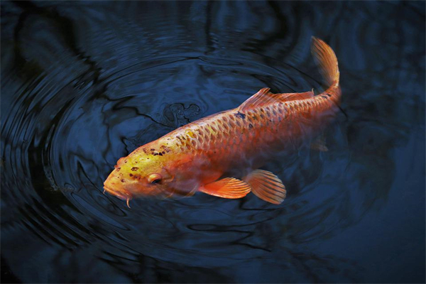 夢到了金魚有什麼含義_周公解夢