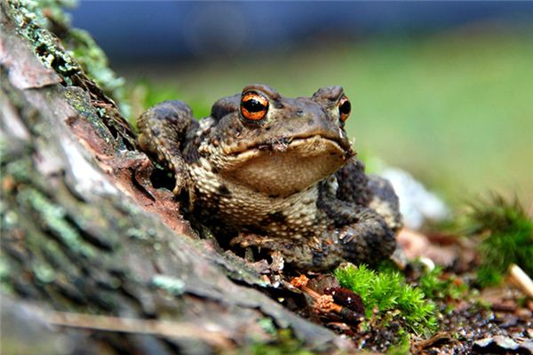 夢到蛤蟆啥意思_周公解夢