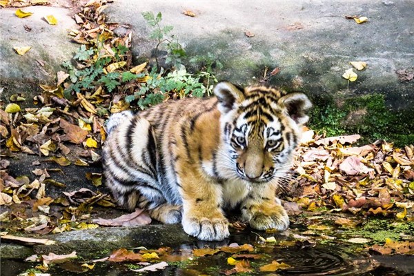 夢到小虎怎麼樣_周公解夢