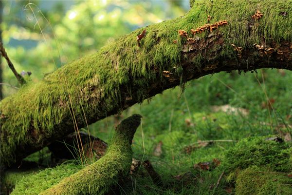 夢見青苔是什麼意思_周公解夢