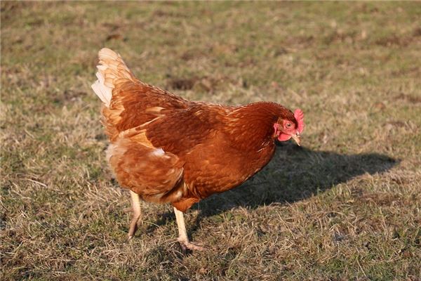 1969年屬雞人2021年運勢及命運 53歲生肖雞在牛年每月運程如何_十二生肖