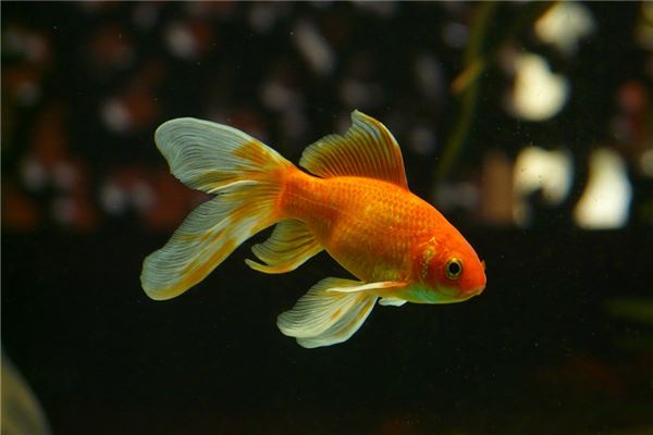 女人夢見魚從天而降_周公解夢