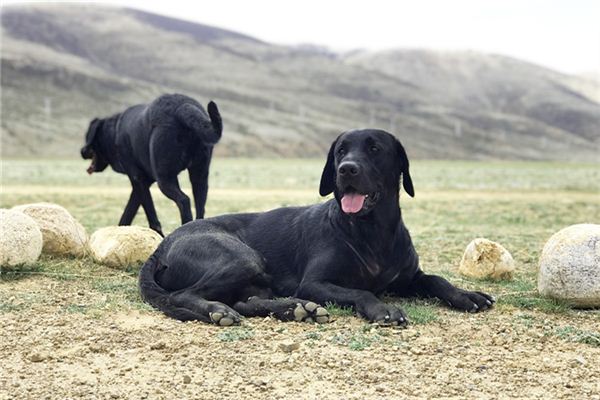 男人夢見黑狗_周公解夢