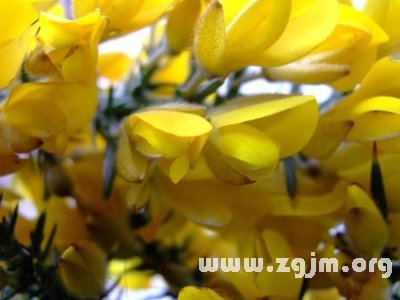 荊豆花的花語