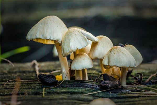 已婚女人夢見蘑菇_周公解夢
