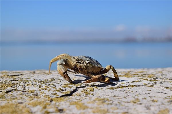 夢到螃蟹咬人代表著什麼_周公解夢