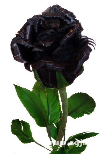 黑玫瑰花語 黑玫瑰的花語是什麼
