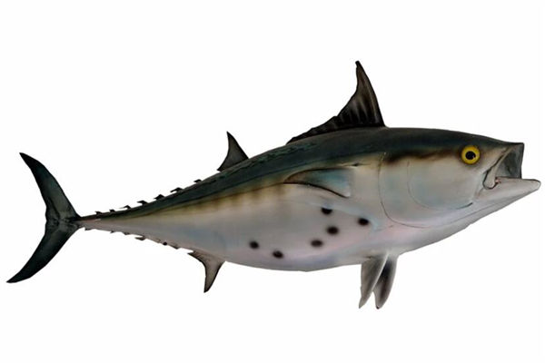 夢見抓到大魚是什麼意思_周公解夢