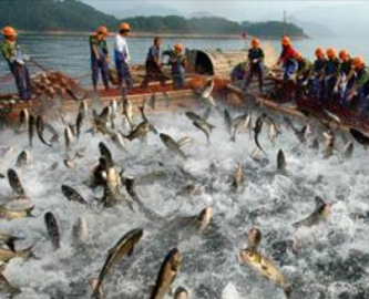 夢見捕到很多魚