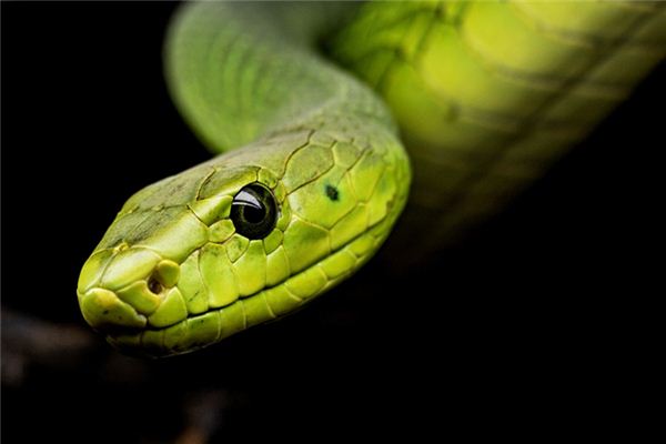 夢見蛇咬我沒咬到_周公解夢