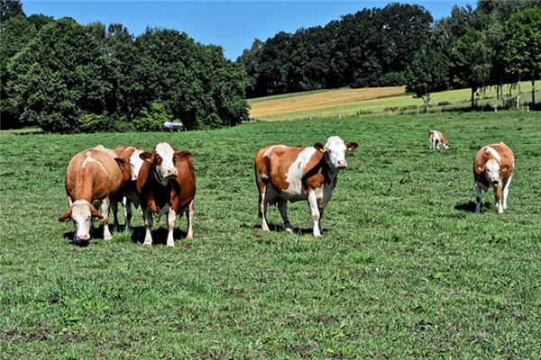 夢見一群黃牛_周公解夢