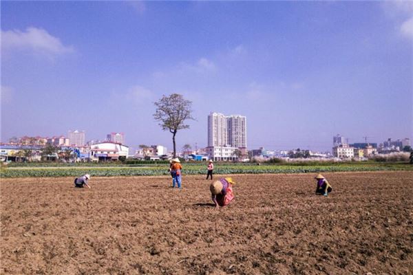 夢見在地里種玉米粒_周公解夢