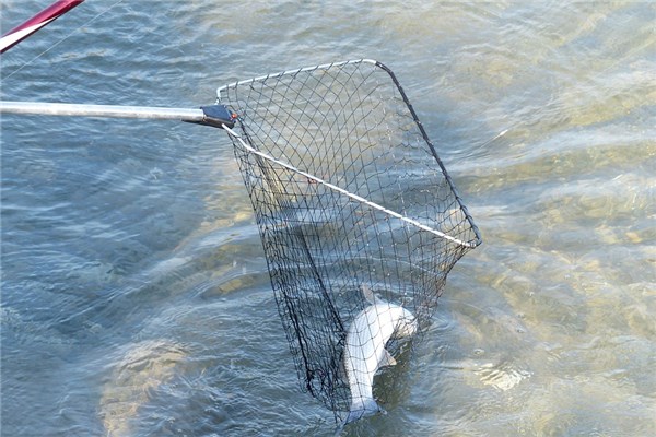 夢到池塘抓魚是什麼意思_周公解夢