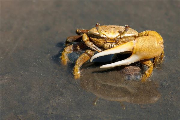 夢到抓了好多螃蟹是吉兆嗎?_周公解夢