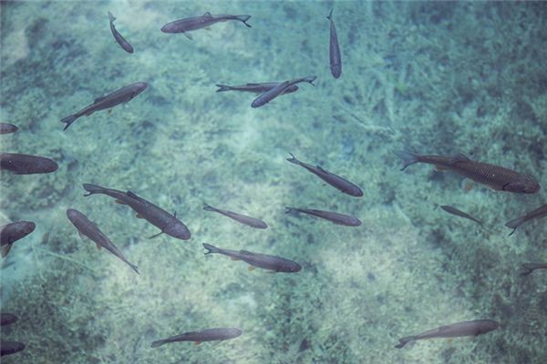 孕婦做夢夢見魚_周公解夢
