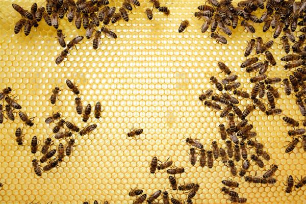 夢見家裡來一窩蜜蜂_周公解夢