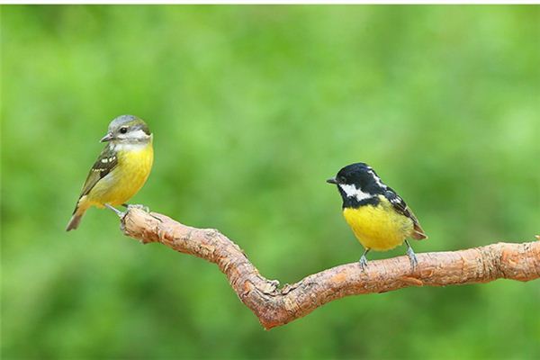夢見鳥兒翅膀折斷_周公解夢
