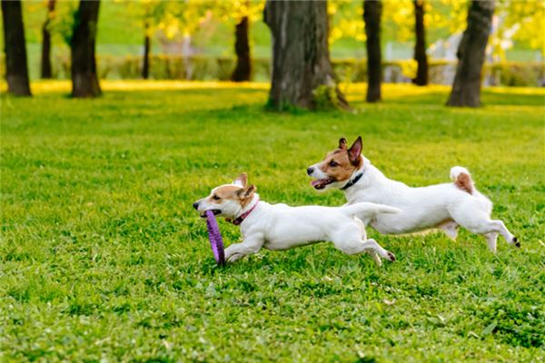 夢見兩隻小狗_周公解夢