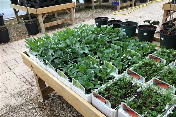 夢到種蠶豆是什麼預兆?_周公解夢