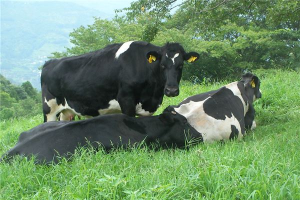 2009年的人婚配如何_十二生肖