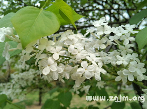 夢見樹開白花