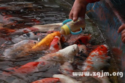 夢見餵魚