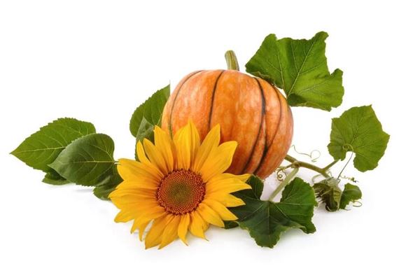 夢見偷摘別人家的瓜_周公解夢