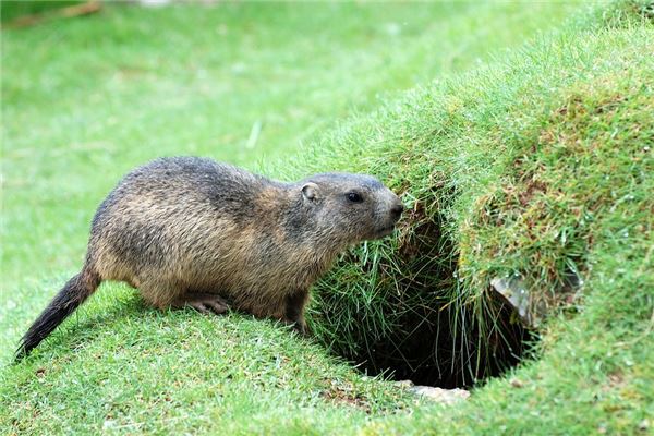 夢見殺老鼠_周公解夢