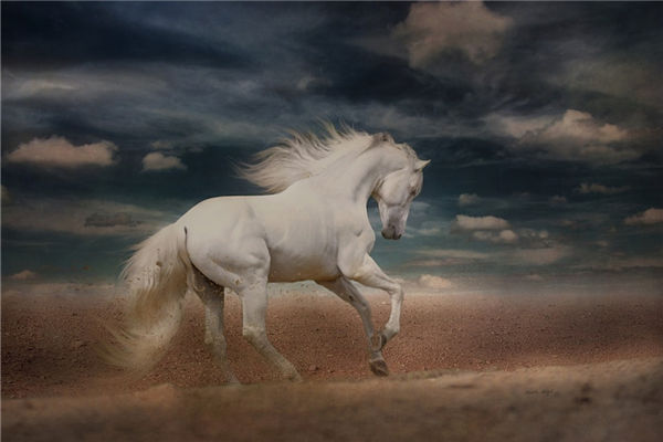 2014年生肖屬馬的運勢運程_十二生肖